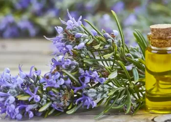 Biberiye Yağının Faydaları