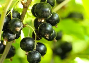 Kuş Üzümü Faydaları