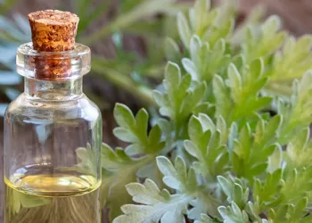 Pelin Otu Faydaları